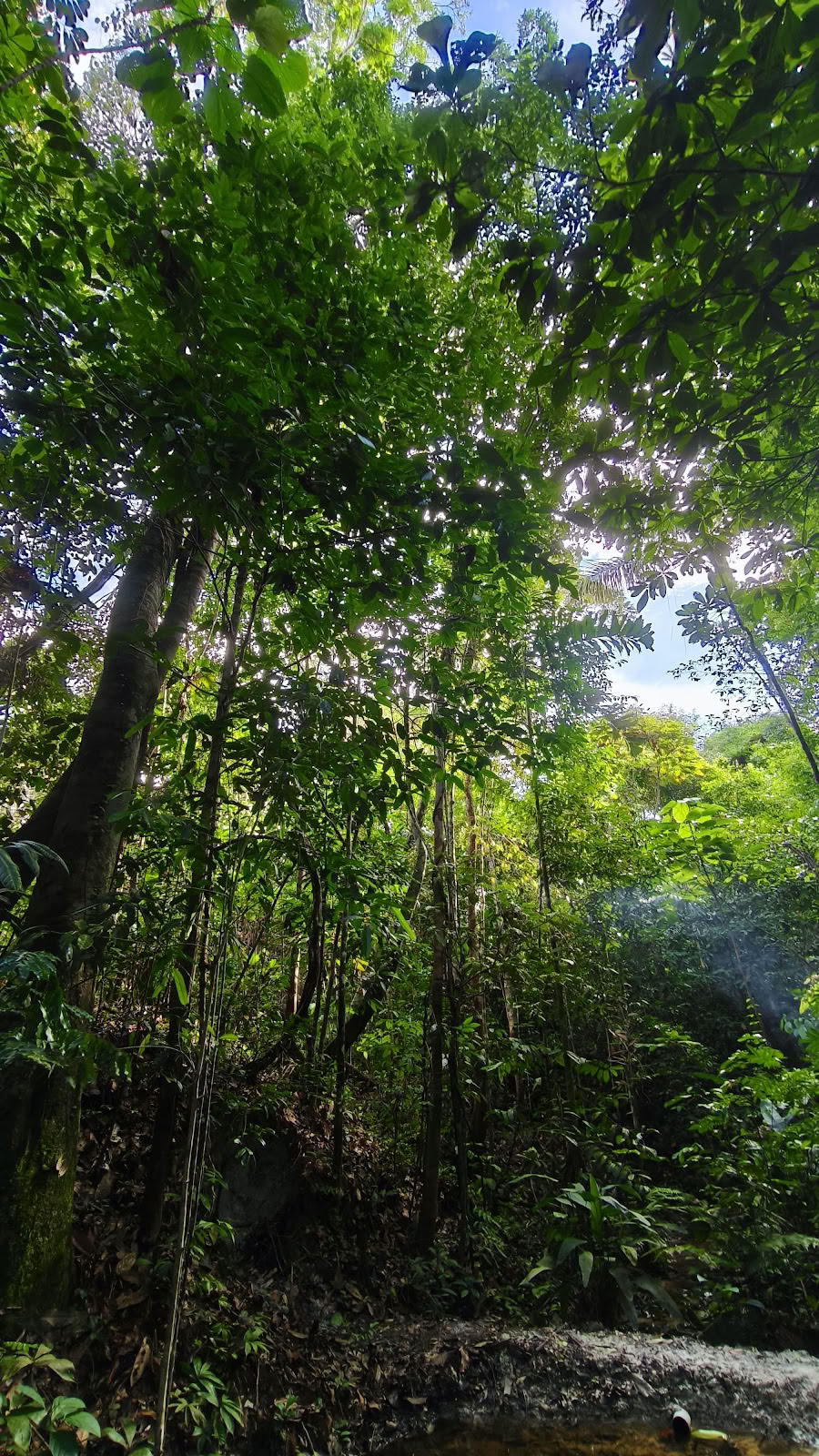 Naturalia centro de retiro | Retiro de Ayahuasca en Perú