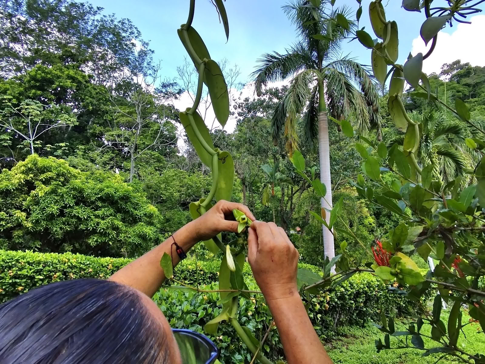 Finca Divina Vida
