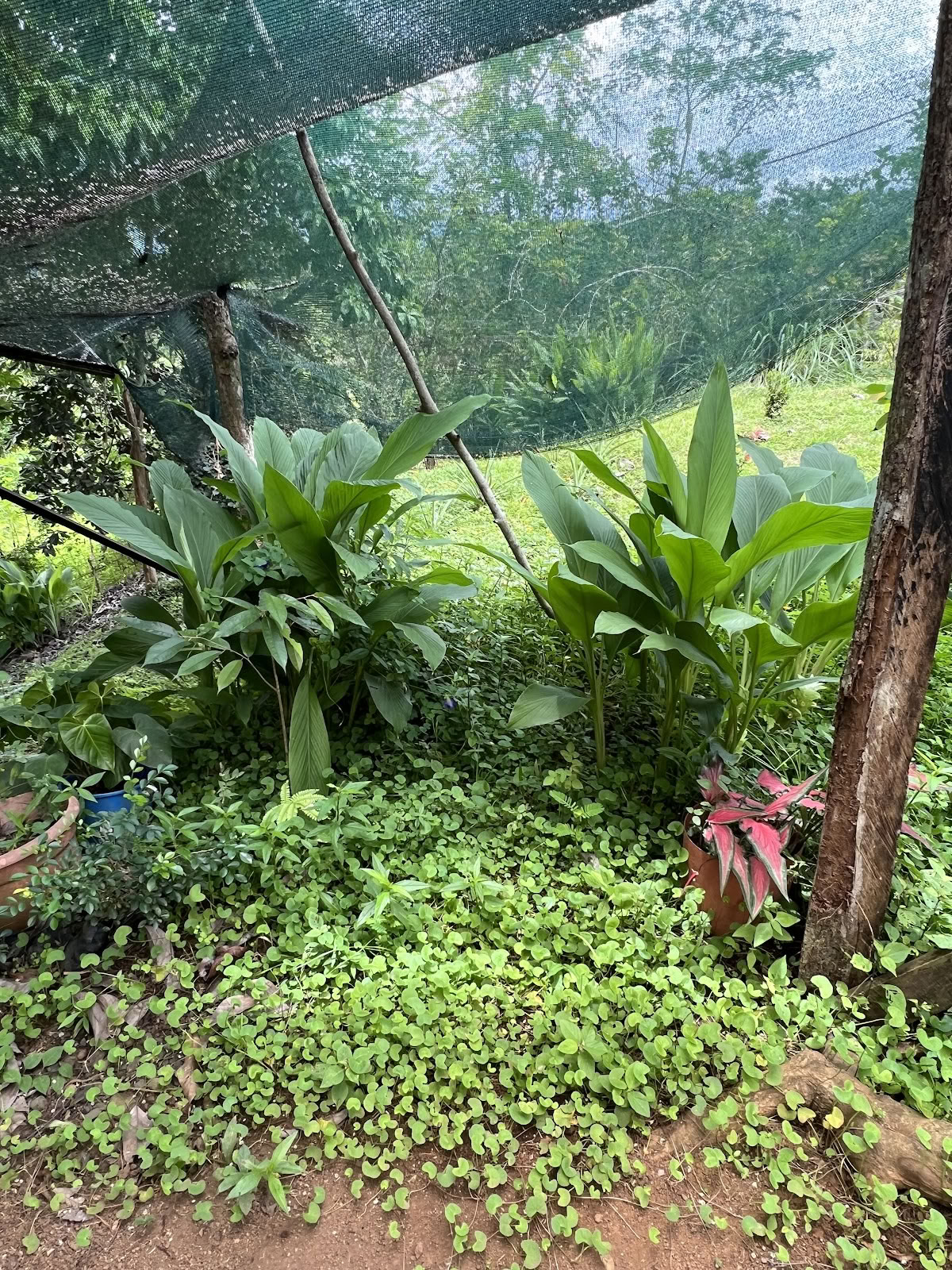 Finca Divina Vida
