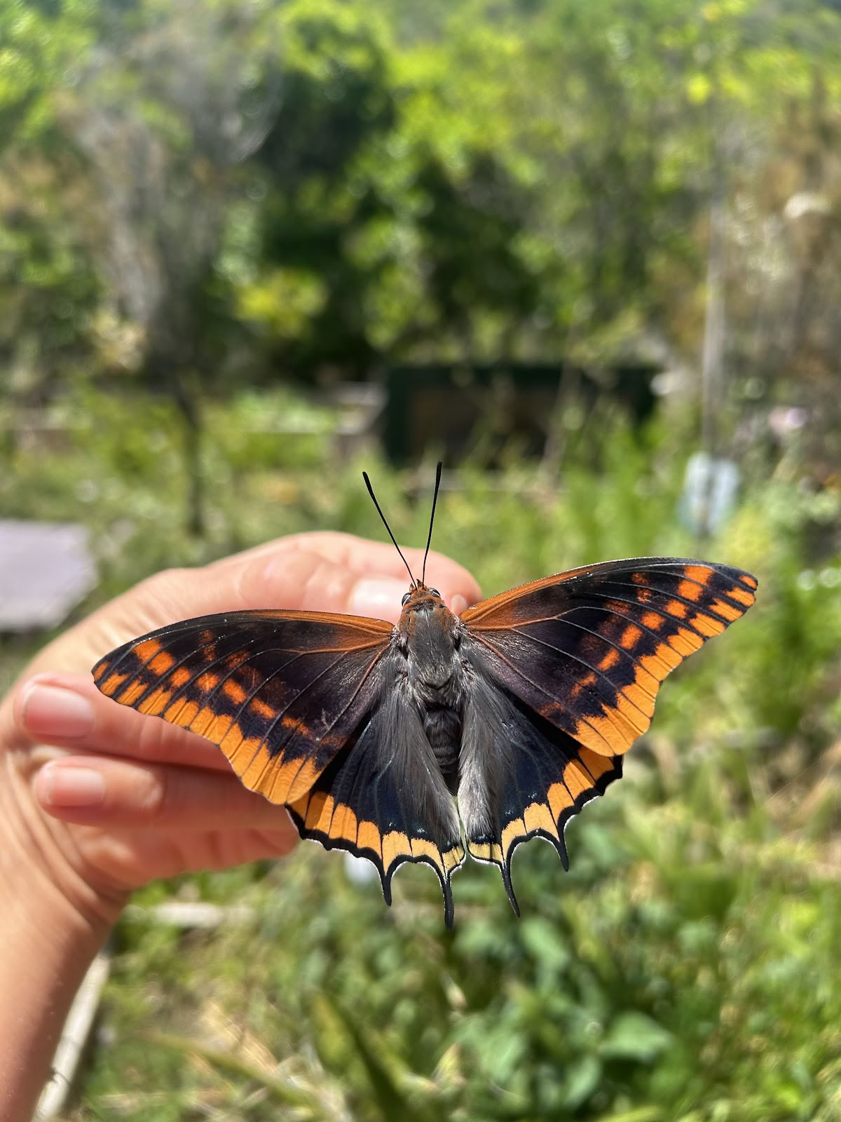 Essencia Nature Retreat