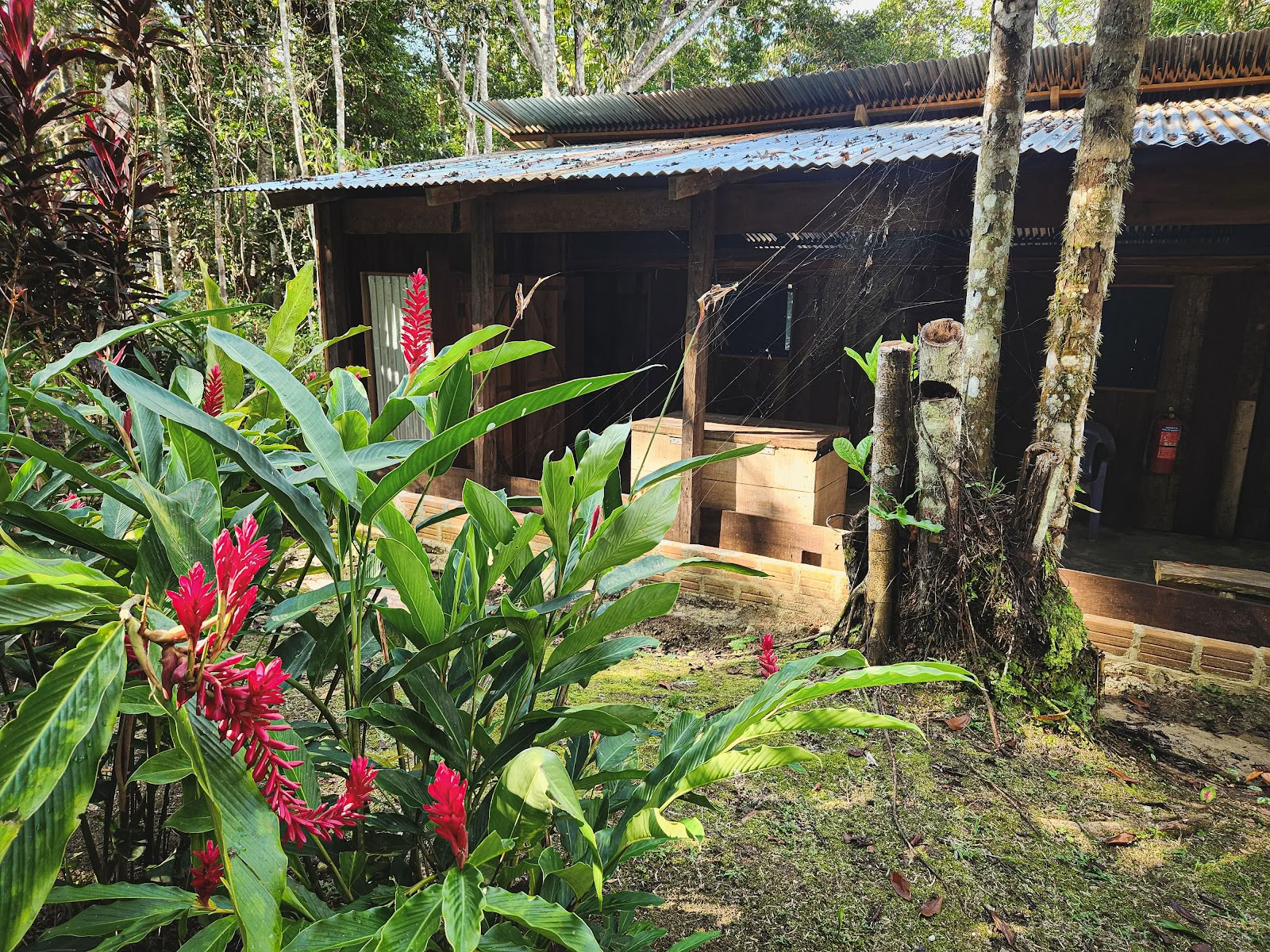 El Purguero Ayahuasca Retiro