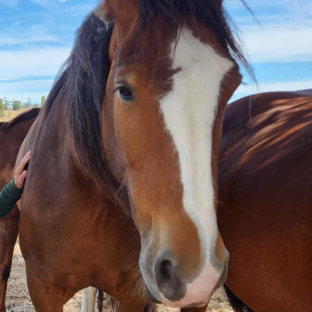 Heart of the Horse- Trabajar con caballos ayudando a las personas a sanar