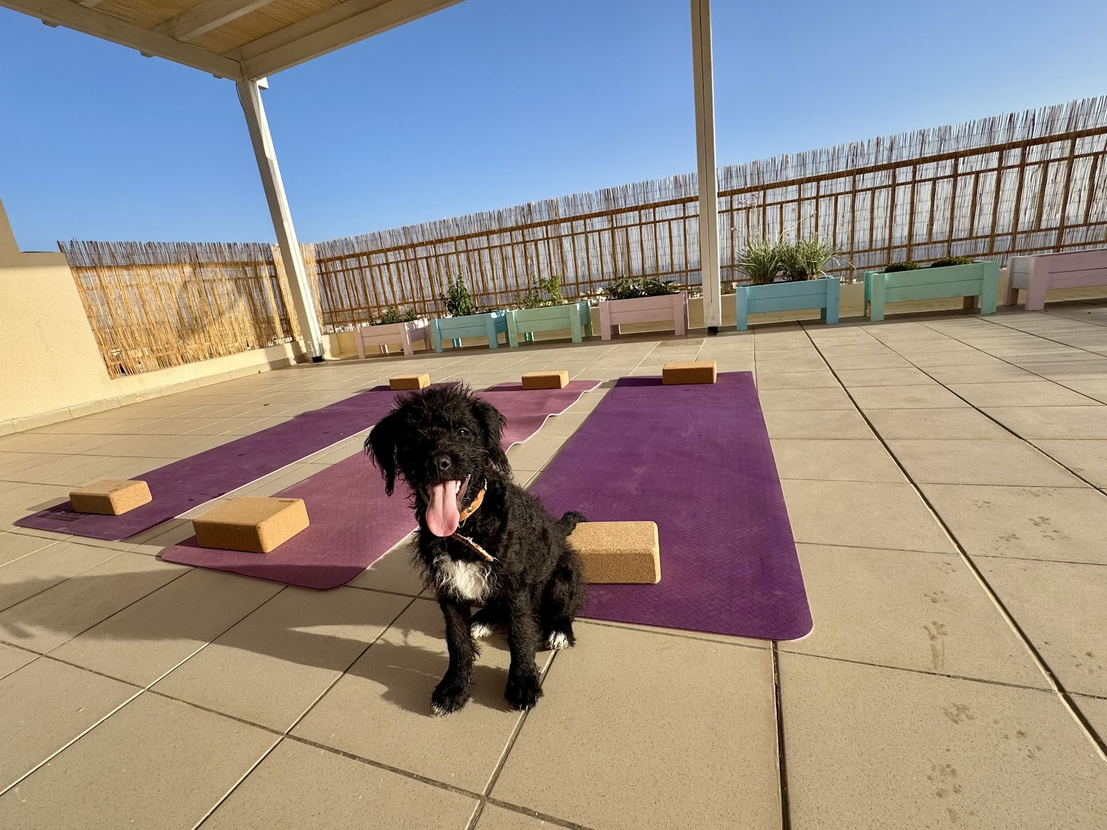 Retiro de yoga con cachorros