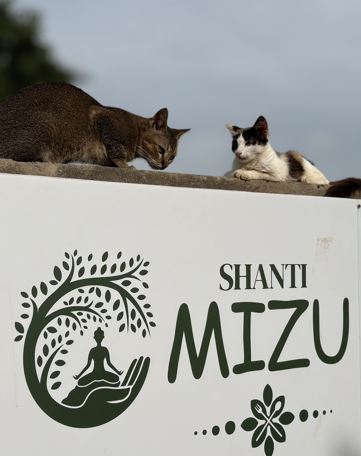 Shanti MIZU | Mejor retiro de yoga en Arambol, Goa