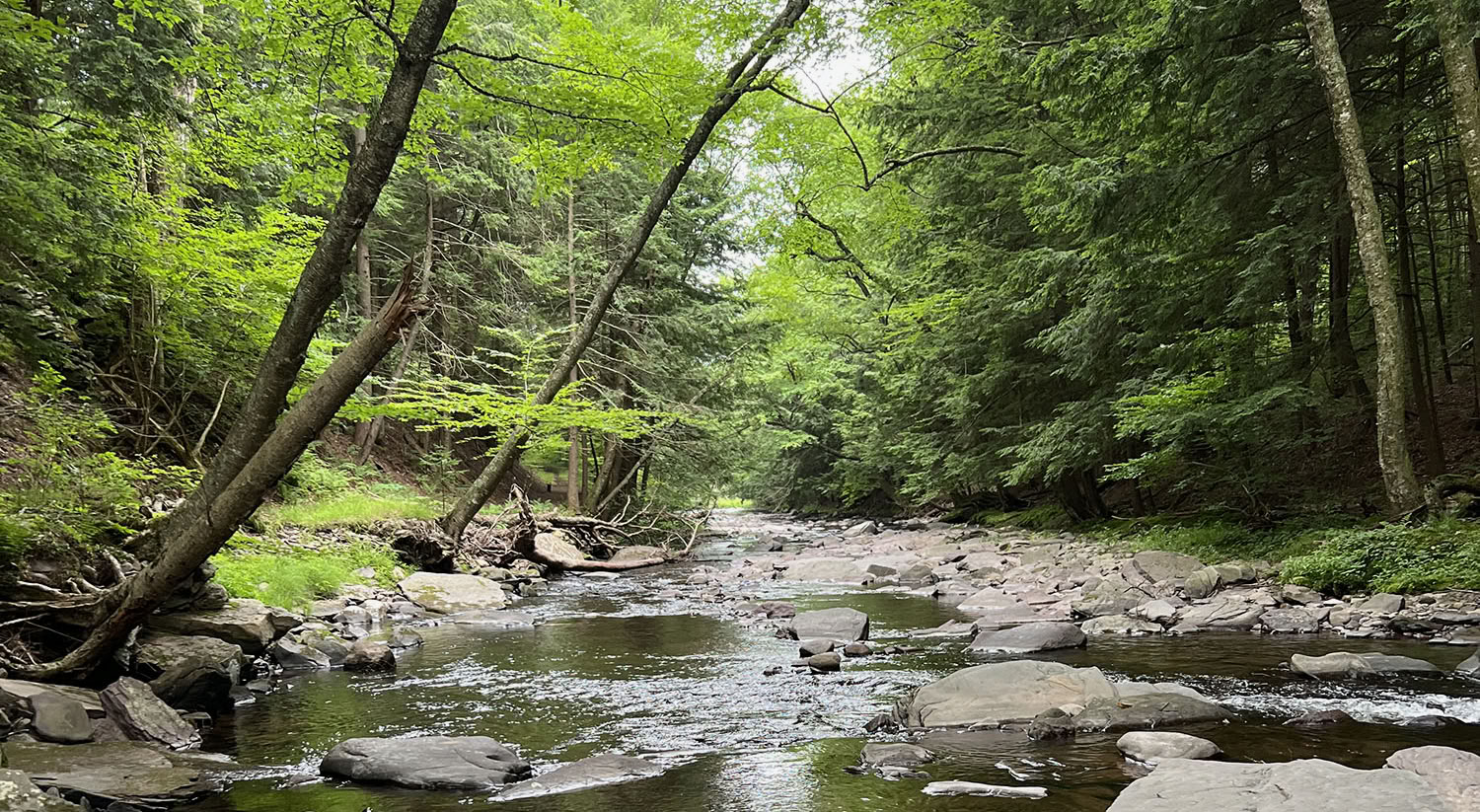 Retiro espiritual en la naturaleza del Blue Deer Center