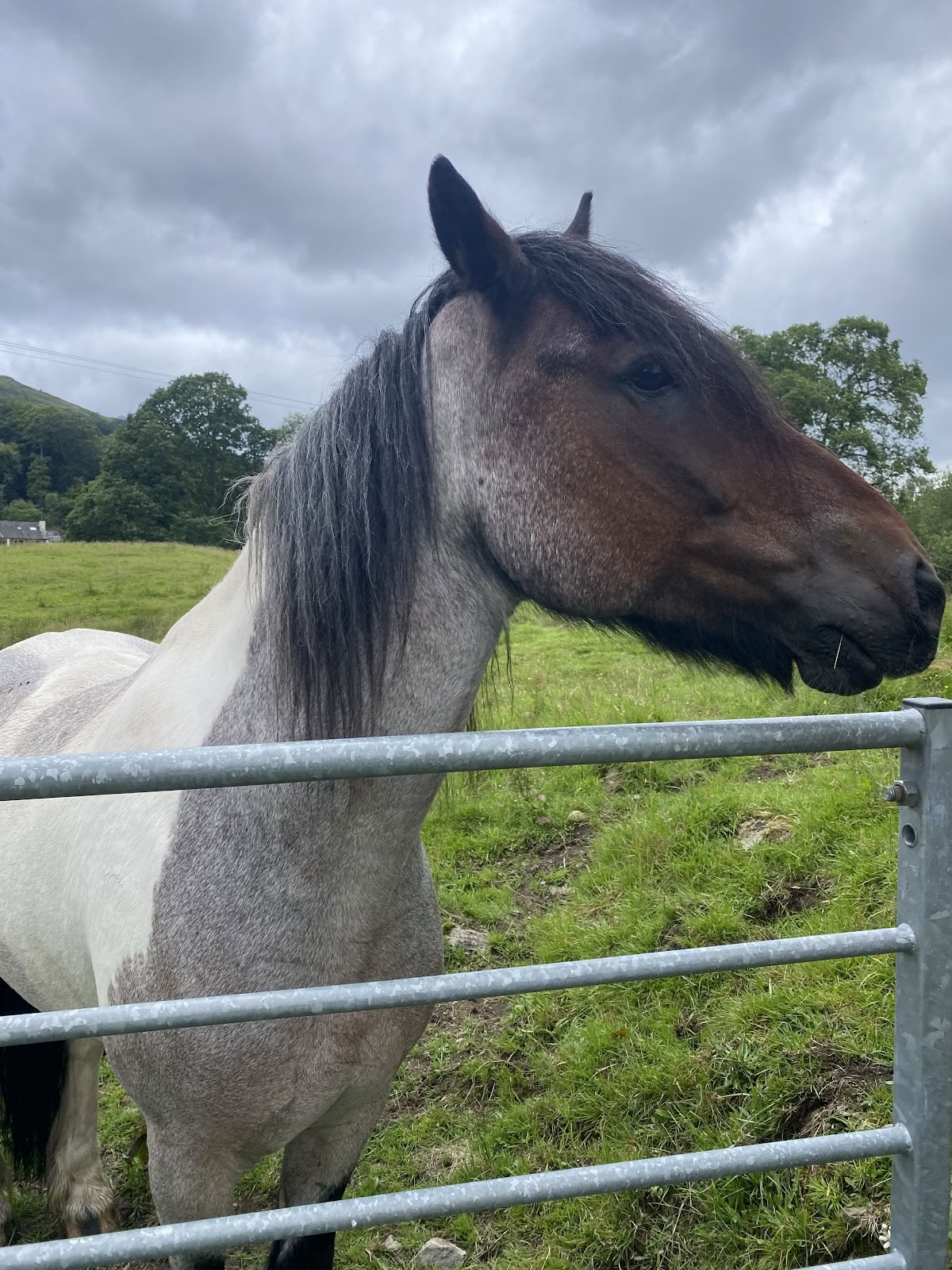 Meditate with Horses Ltd
