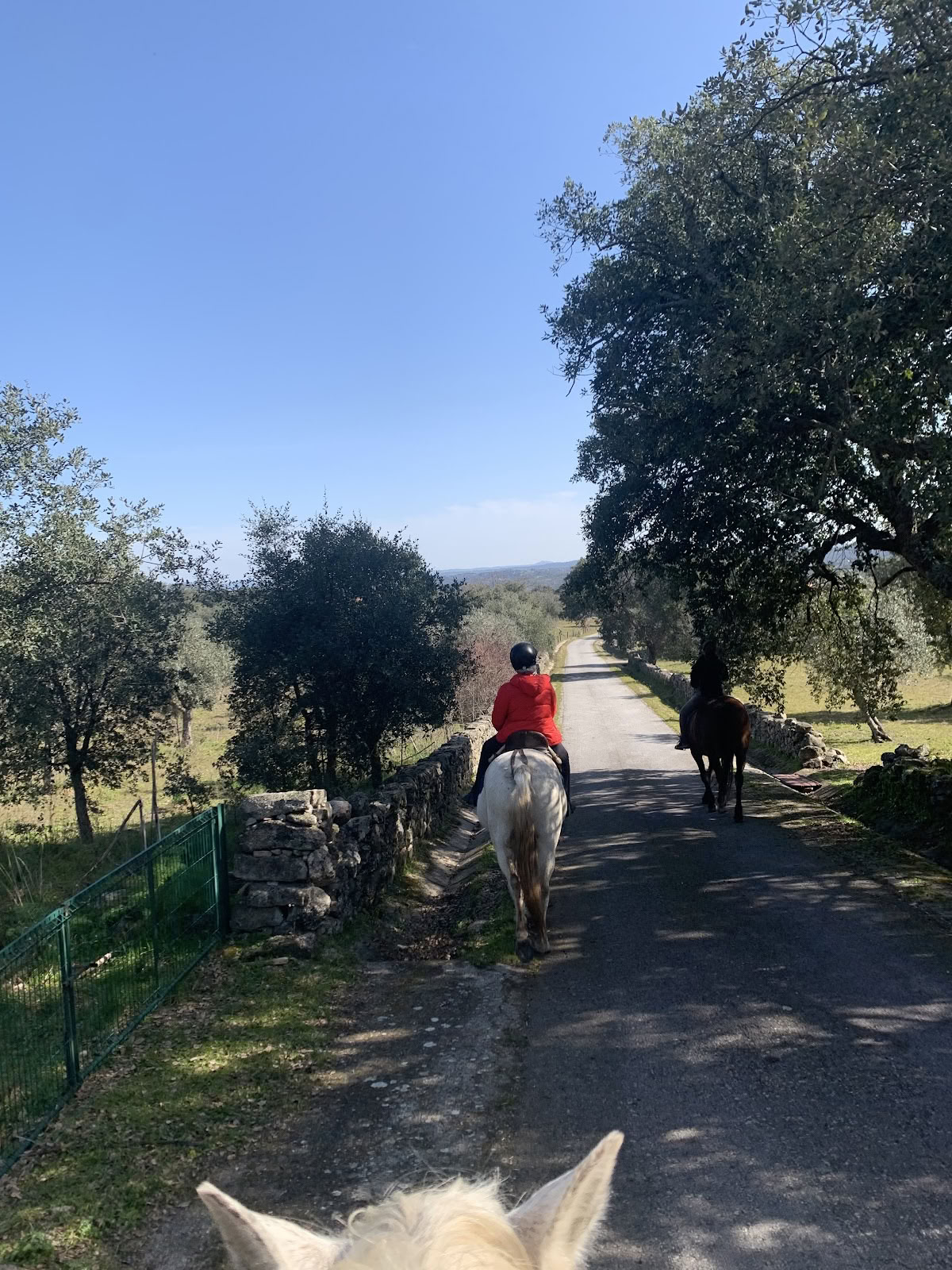 Marvão Horses