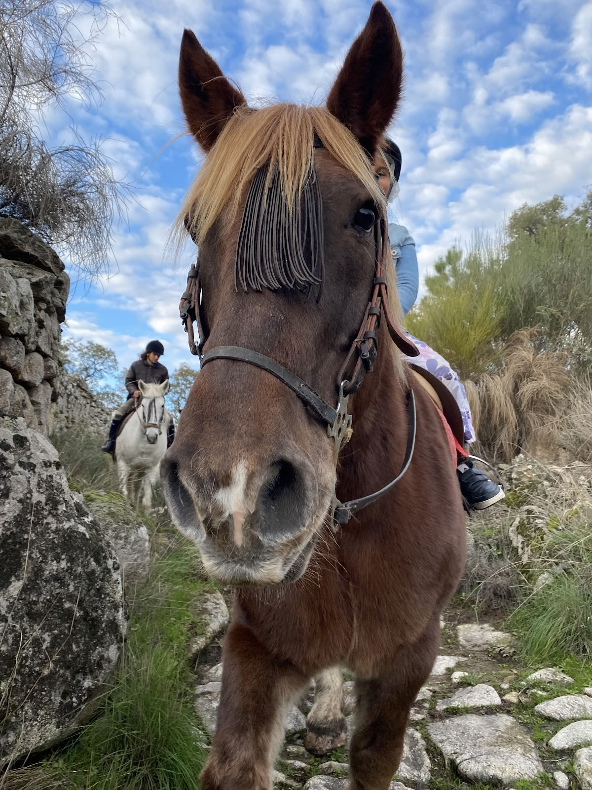 Marvão Horses
