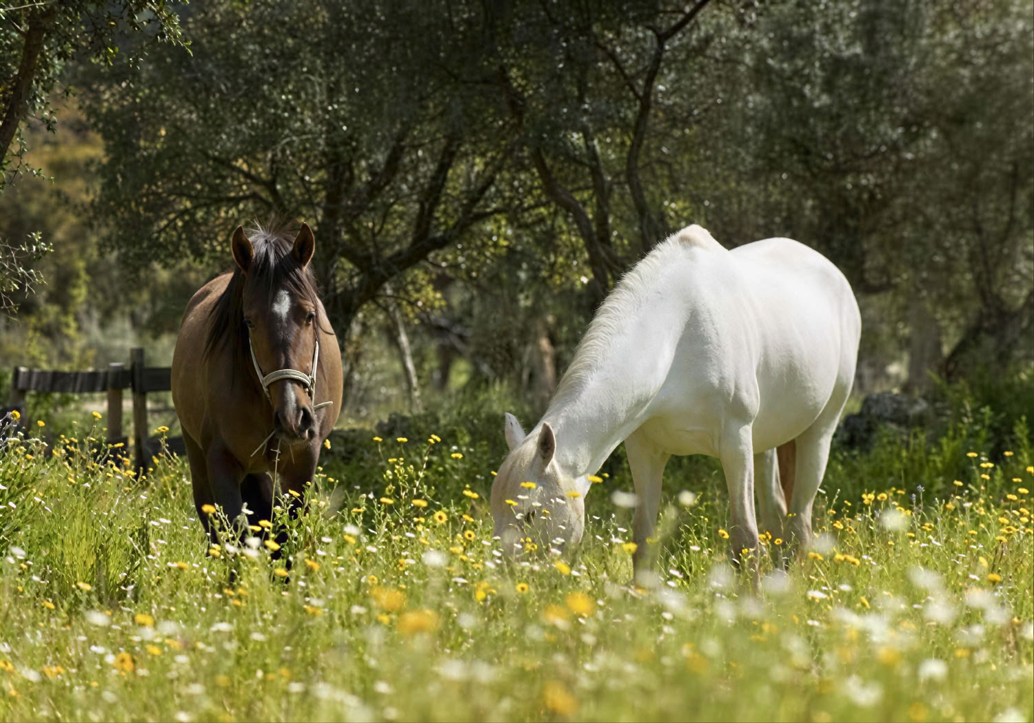 Marvão Horses