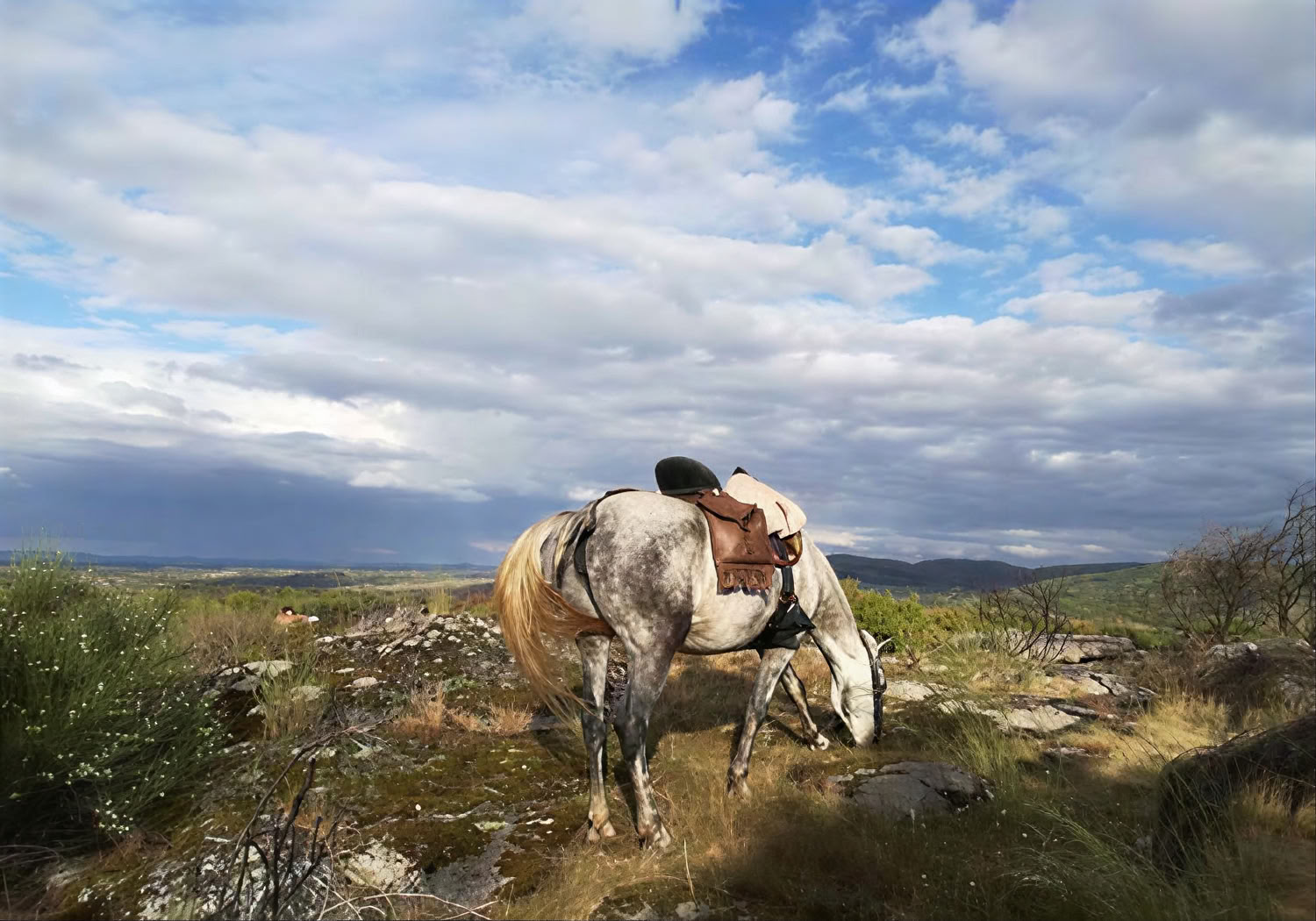 Marvão Horses