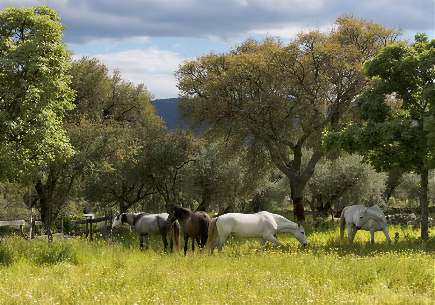 Marvão Horses