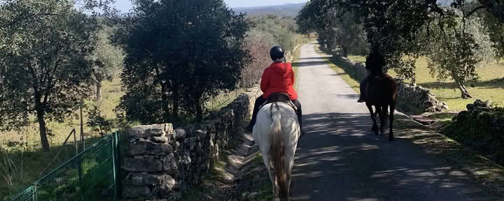 Marvão Horses