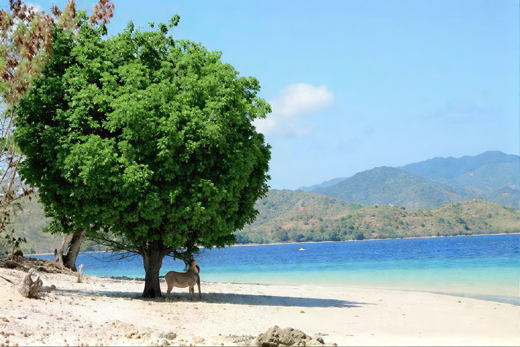 Gili Asahan Eco Lodge y Restaurante