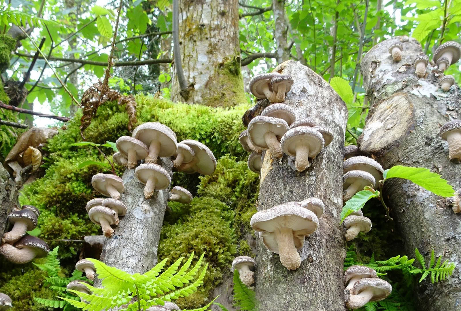 Fungi natur