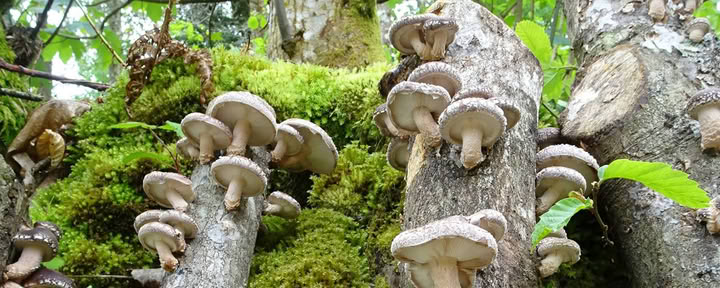 Fungi natur