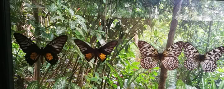 Retiro Resort Highland Lihok sa Harmonya