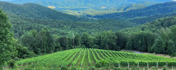 Viñedos de Ankida Ridge