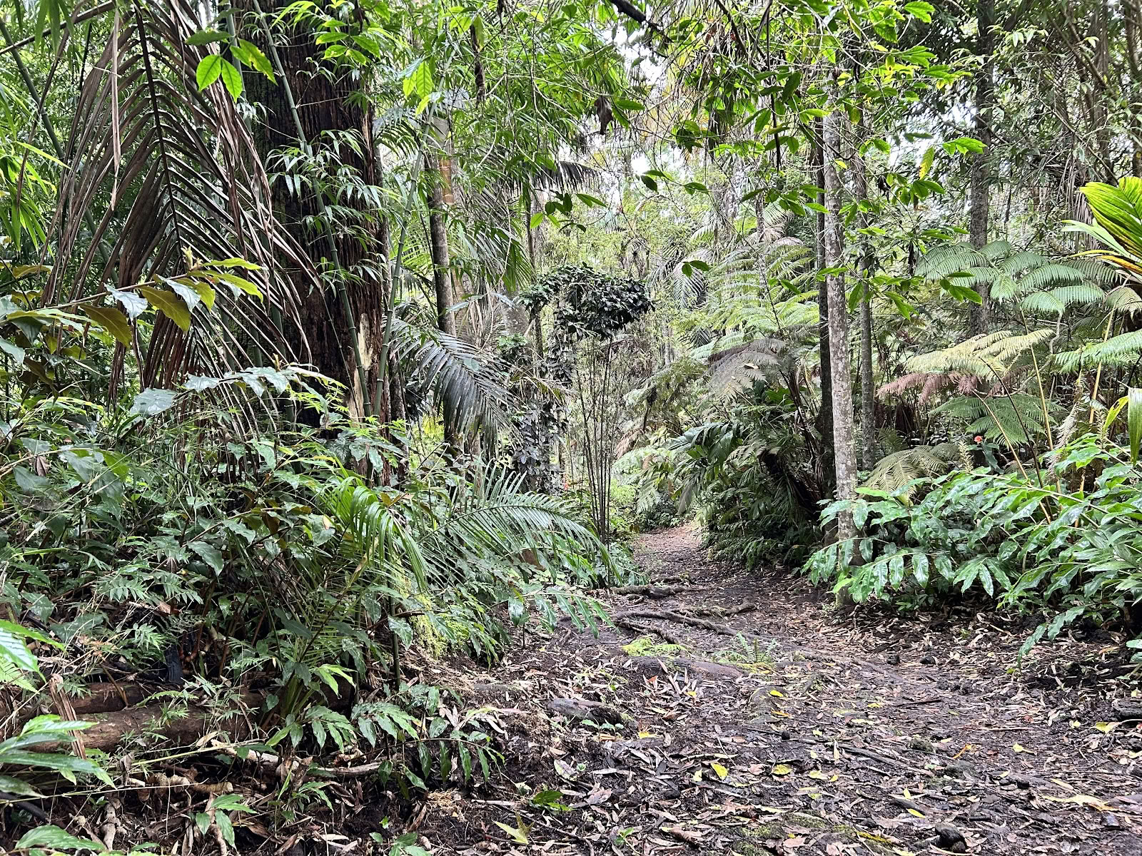 Santuario del Bosque Nuboso de Kona