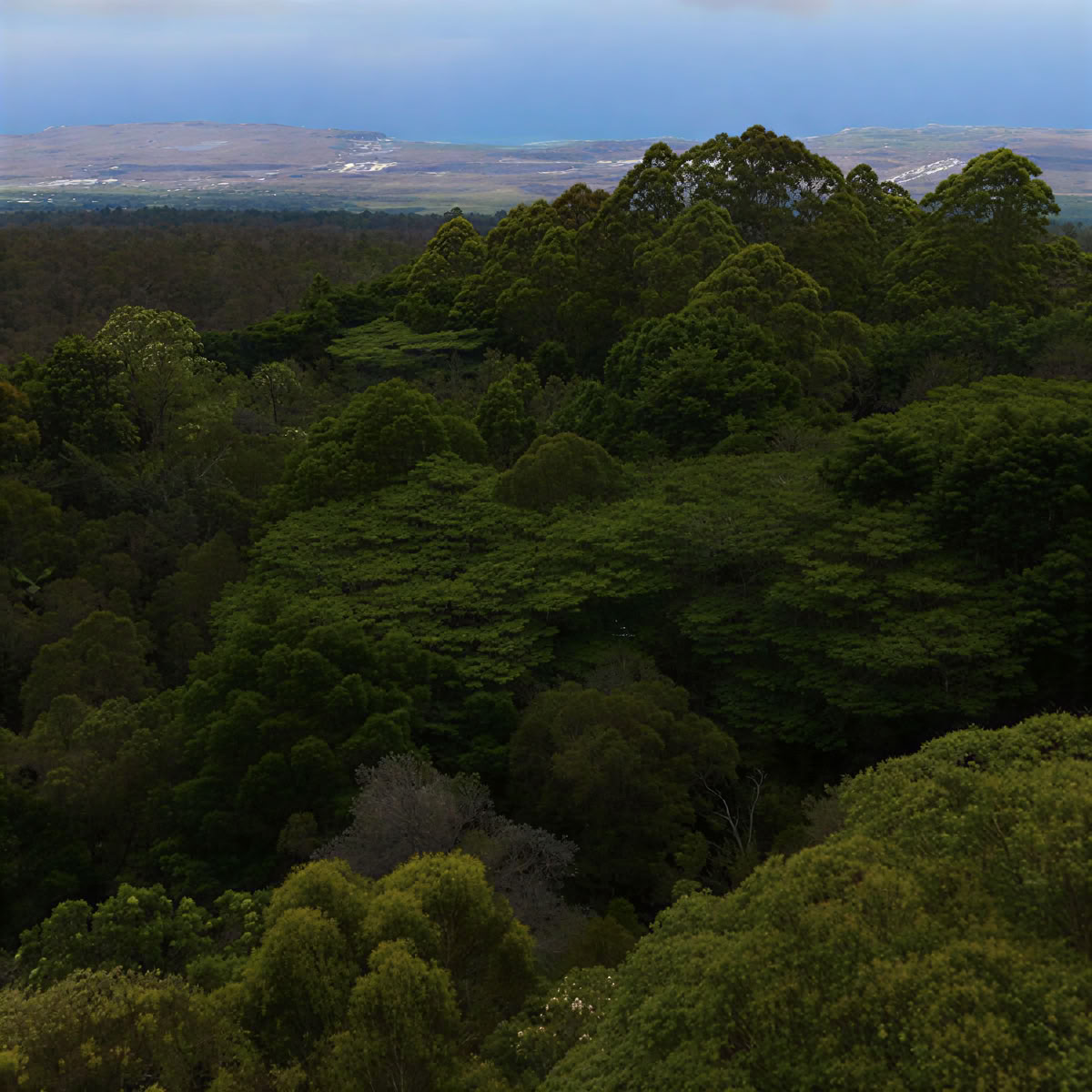 Santuario del Bosque Nuboso de Kona