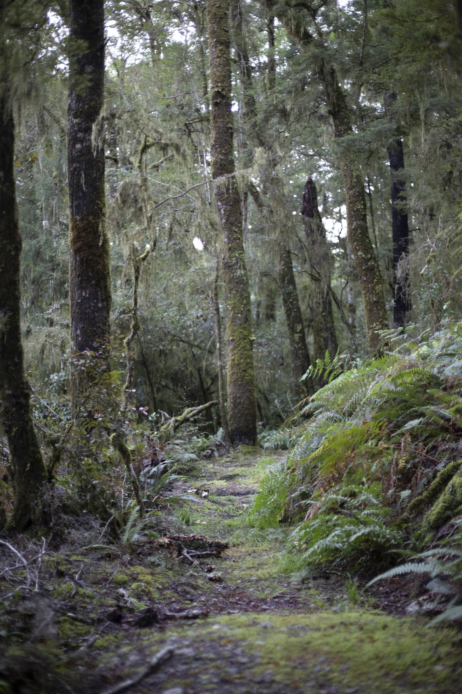 Retiro del río Maruia