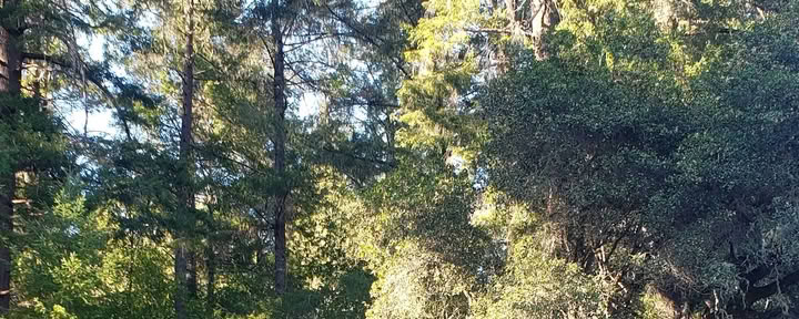 Resort Redwood View de Van Zandt