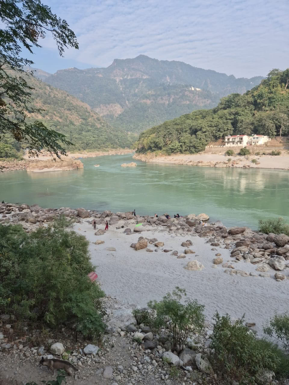 Árbol del Himalaya a orillas del Ganges, Rishikesh