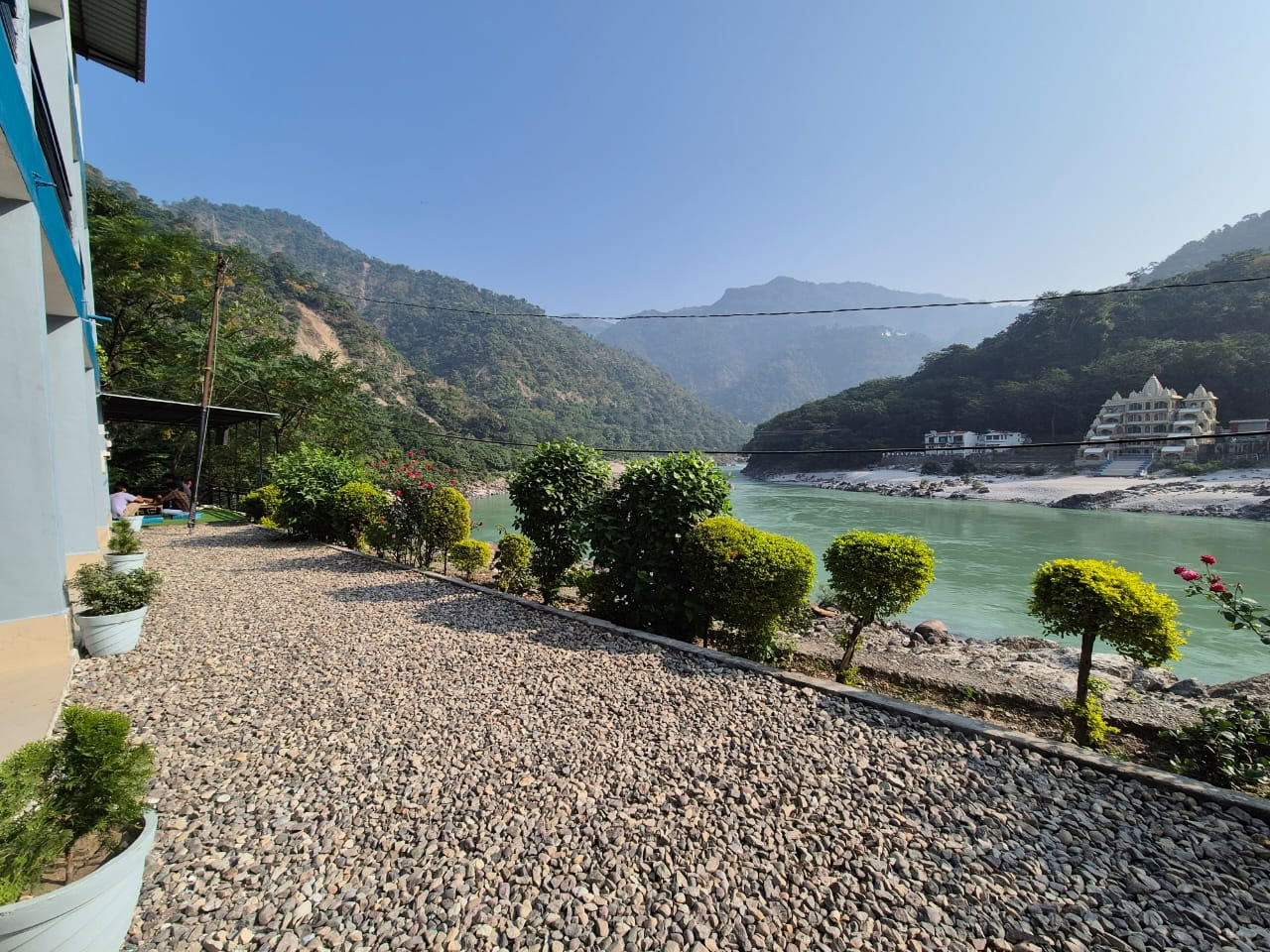 Árbol del Himalaya a orillas del Ganges, Rishikesh